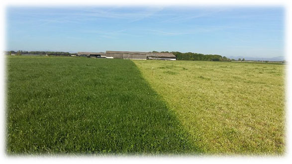 Pensez à la mise à l’herbe…
