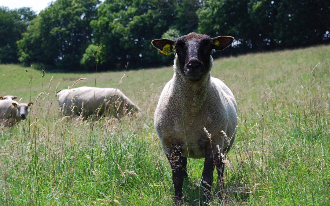 Déclaration aide ovine 2019