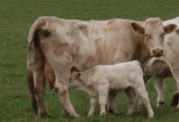 Connaitre la valeur du Colostrum de ses Vaches et savoir le valoriser