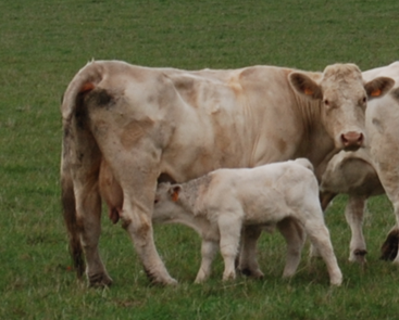Connaitre la valeur du Colostrum de ses Vaches et savoir le valoriser