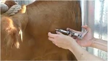 Gestion sanitaire lors d’achats d’animaux